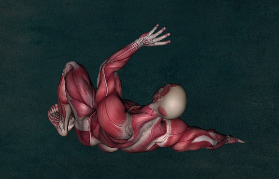 anatomy-2148324_1920